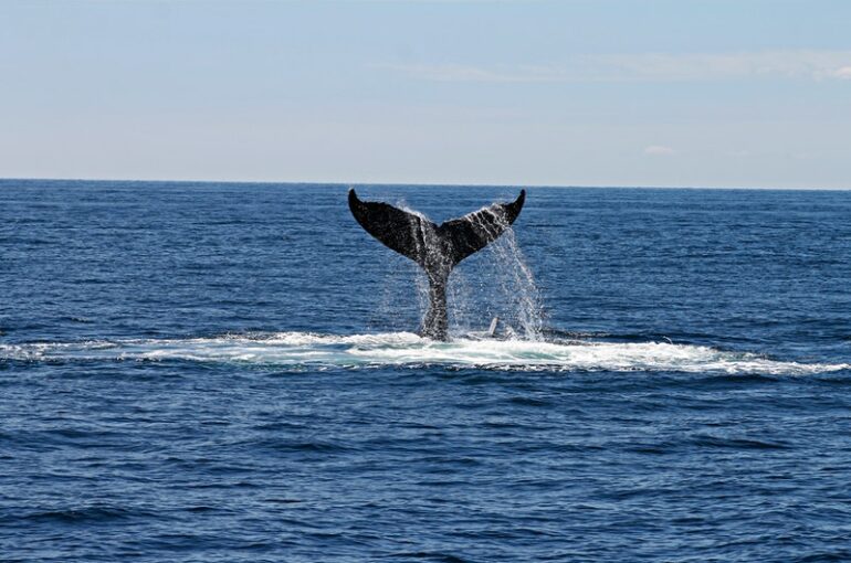 whale