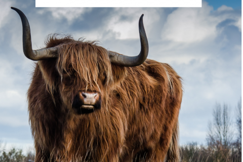 bull run